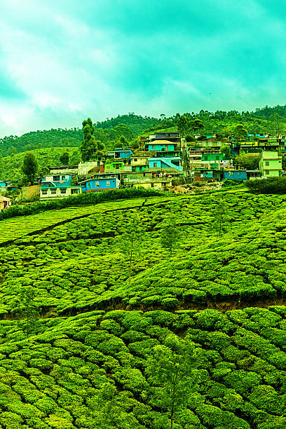 plantação de chá, índia, munnar - munnar imagens e fotografias de stock