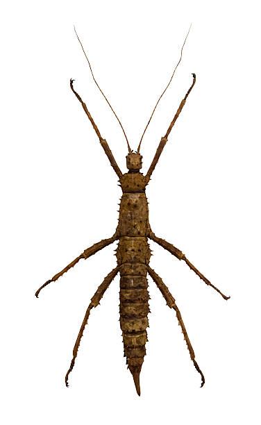 istock brown stick insect with long feelers 470041020