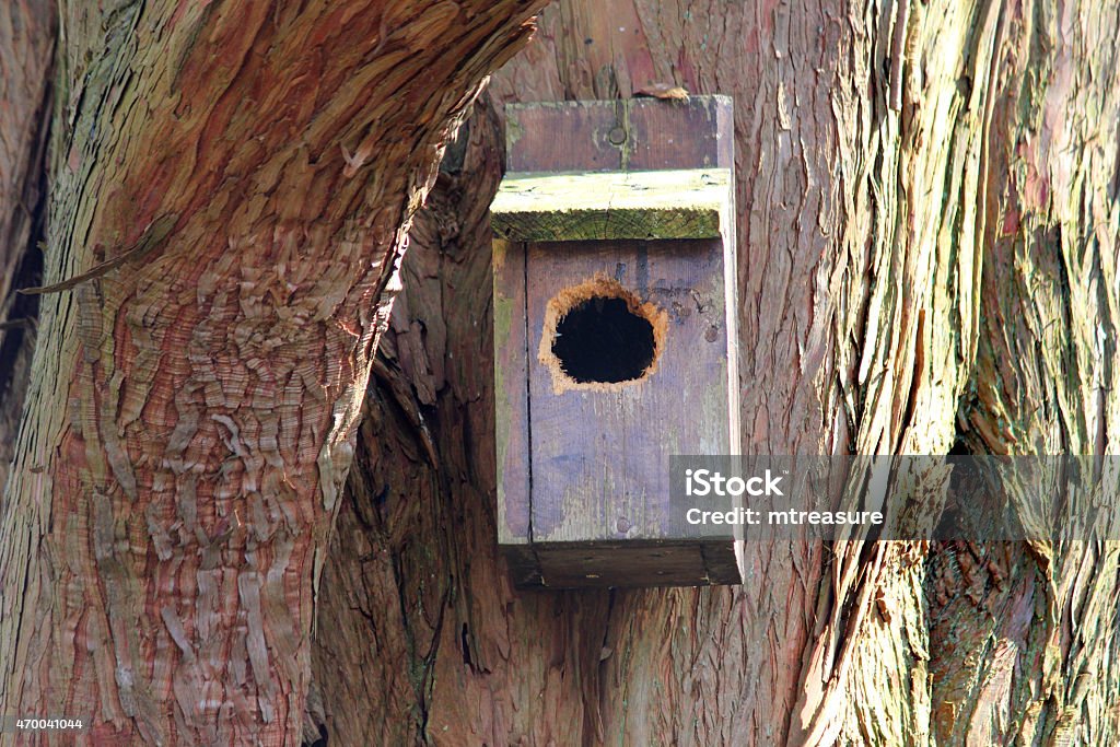 Image of small wooden nestbox hanging in tree, woodpecker damaged Photo showing a small wooden nestbox, which is positioned high up in a cypress tree and features a small entrance hole.  The roof is hinged, so that the nesting box can easily be cleaned out at the end of the breeding season. 2015 Stock Photo