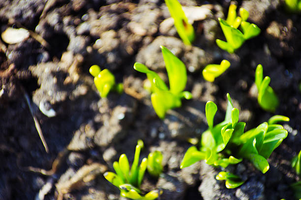 Macro view of sprout growing from seed, spring concept