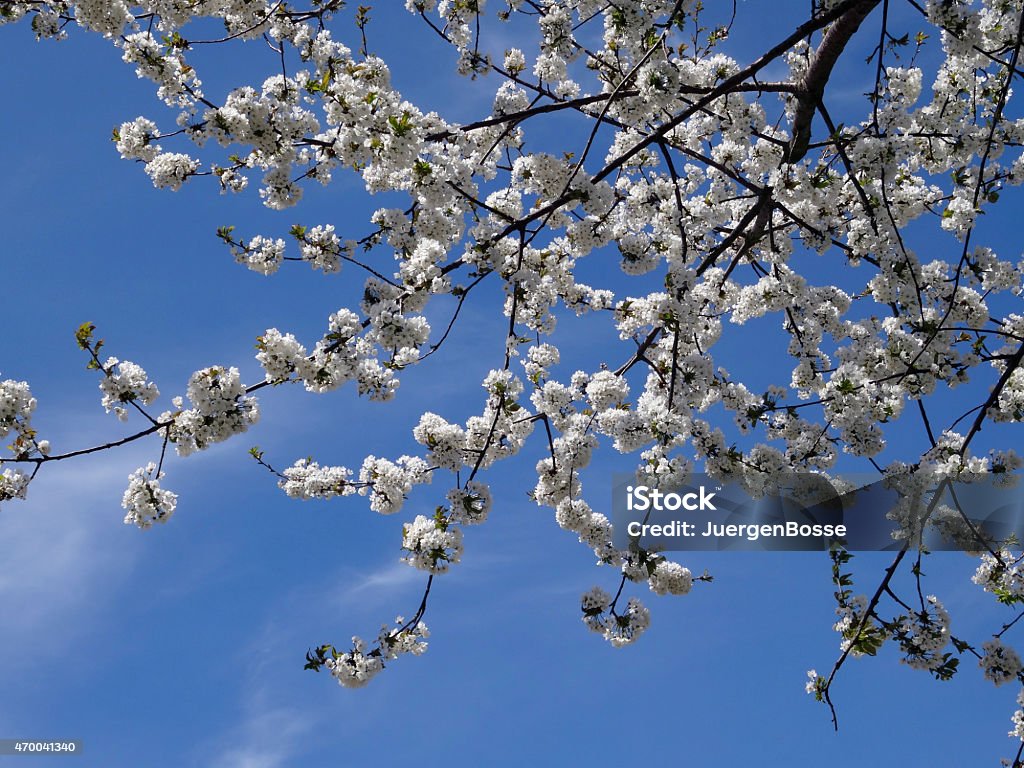 Baum Blüten im Frühling - Lizenzfrei 2015 Stock-Foto
