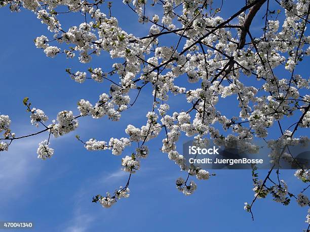 Baum Blüten Im Frühling Stockfoto und mehr Bilder von 2015 - 2015, Apfelbaum-Blüte, Blume