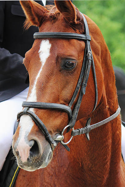 portrait of arabian stallion (details)