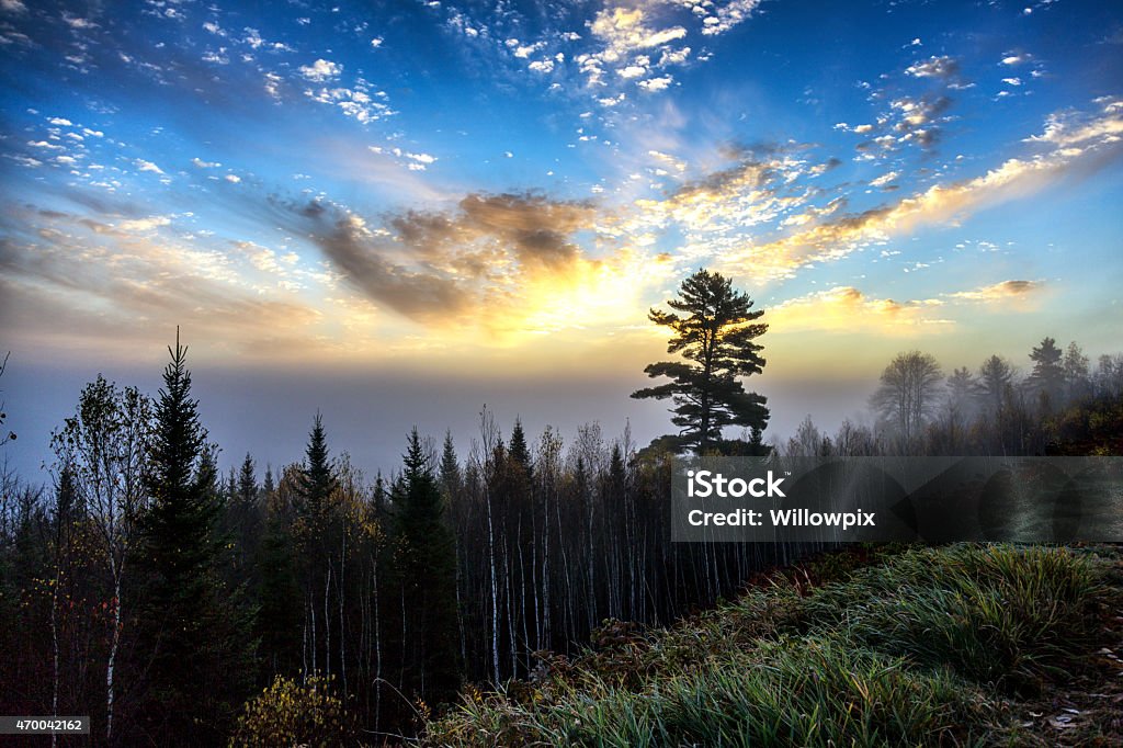 White Birch and Evergreen Forest Sunrise - New England USA A bright, multi-colored, very early morning sunrise above a late autumn white birch and evergreen pine tree forest in New England, USA. Boosted color saturation and grain. Canon 5D Mark III. Betula pendula Stock Photo