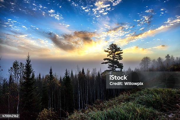 White Birch And Evergreen Forest Sunrise New England Usa Stock Photo - Download Image Now