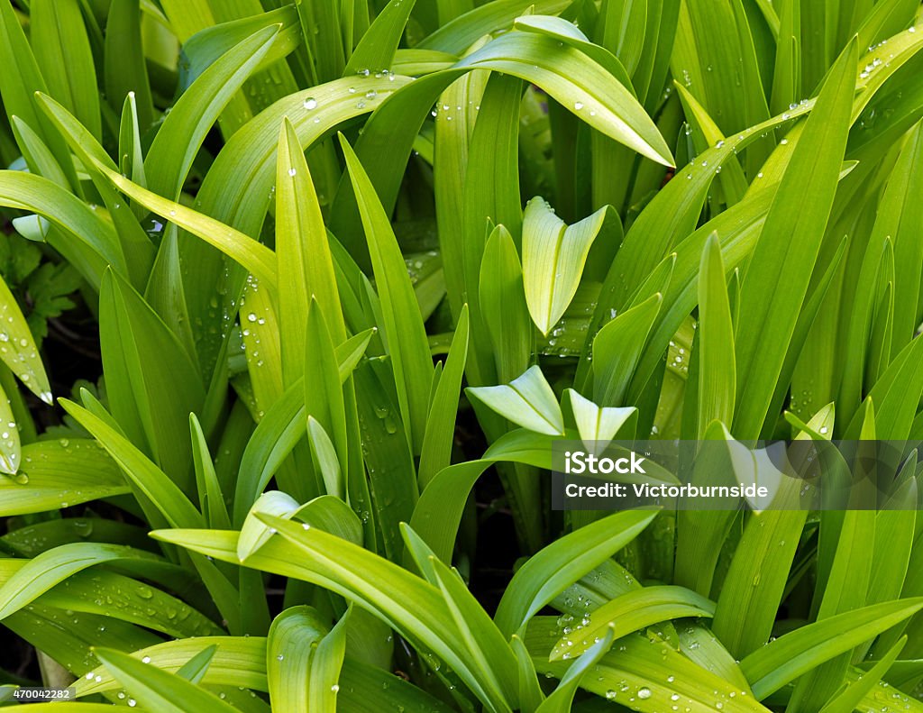 Spring Leaves Spring new leaves growth 2015 Stock Photo