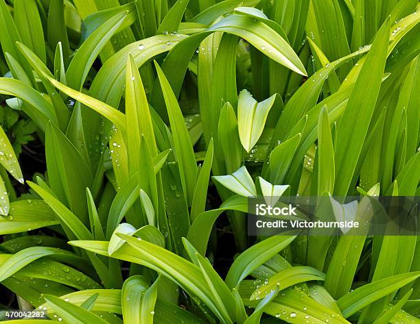 Spring Leaves Stock Photo - Download Image Now - 2015, Drop, Freshness