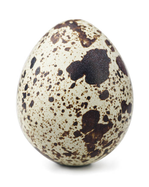 quail egg - wachtelei stock-fotos und bilder