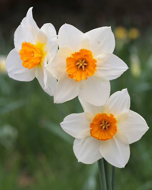 istock Spring flowering Narcissus, Naturalised growing wild in a field 470044064