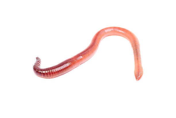 istock animal earth worm isolated on white background 470046420