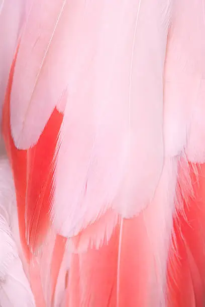 Photo of Flamingo Feathers