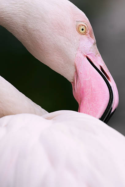 istock Pink flamingos close-up 470046436