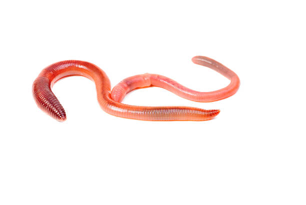 istock two animal earth worm isolated on white background 470046454