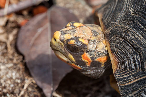 istock Closeup of Turtles Head 470047372
