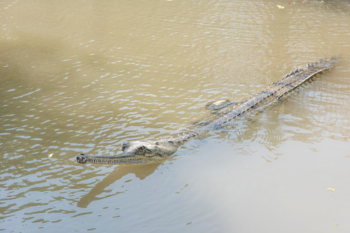 A fish eating Crocodile from India gliding atop the water