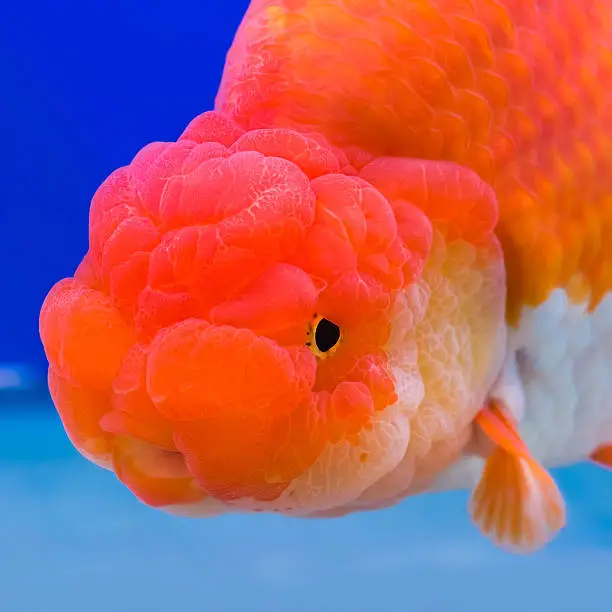 Close-up Ranchu Lion Head goldfish in fish tank