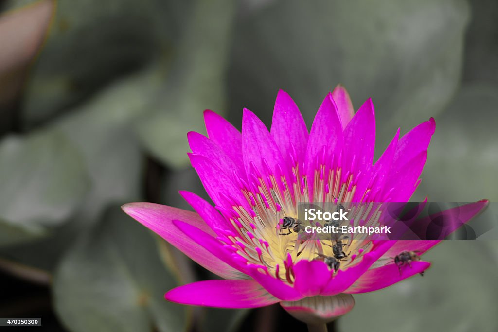 Lotus - Foto de stock de 2015 royalty-free