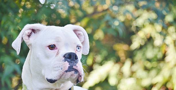 istock Close up of a white boxer dog. 470051372