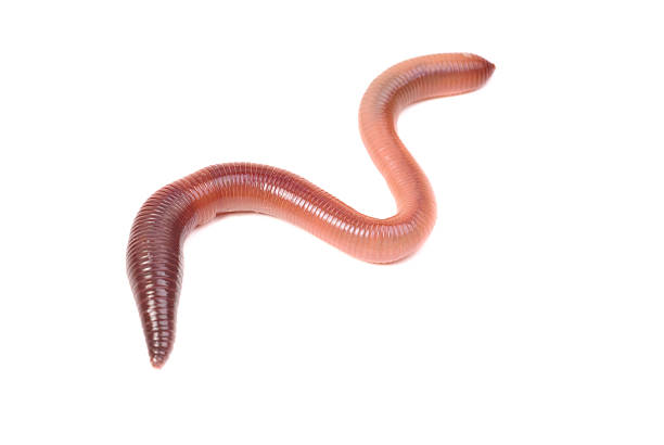 istock animal earth worm isolated on white background 470051490
