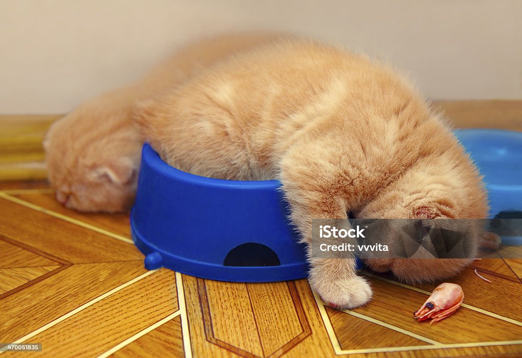 After meals Kittens sleeping after meals in a bowl Meal Stock Photo