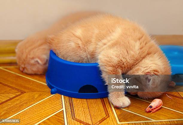 After Meals Stock Photo - Download Image Now - Meal, Sleeping, Animal