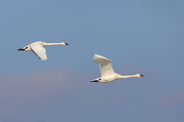 istock Pair of Tundra Swans in Flight 470054360