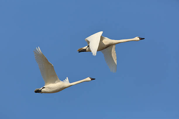 istock Pair of Tundra Swans in Flight 470054366