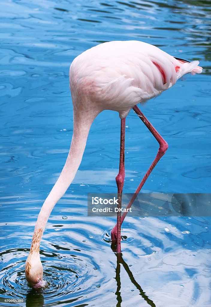 Pink flamingo Portrait of a pink greater flamingo 2015 Stock Photo