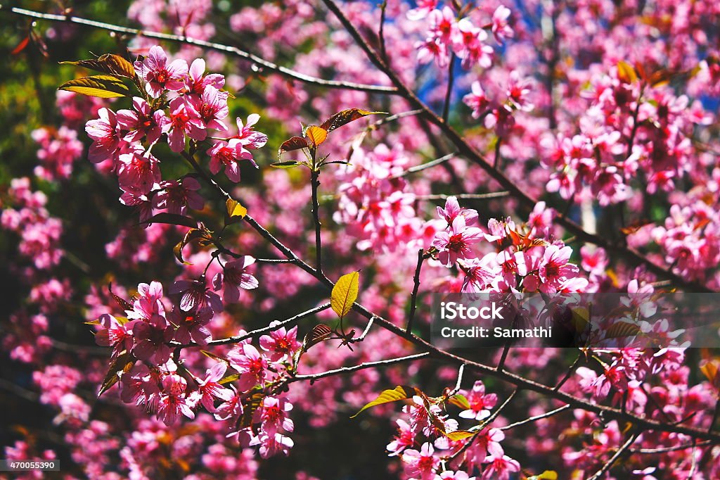 Sakura tree. Chiangmai Thailand wild himalayan cherry prunus cerasoides 2015 Stock Photo