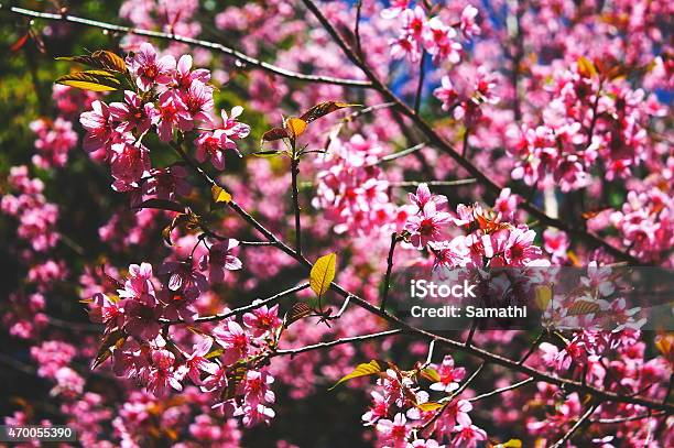 Sakura Tree Chiangmai Thailand Wild Himalayan Cherry Prunus Cerasoides Stock Photo - Download Image Now