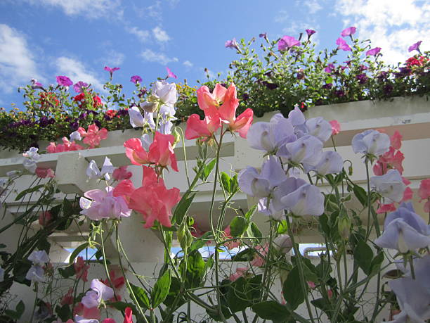 Sweet peas reaching for the sky. A box of peonies growing on top of the trellis outlined against the sky.