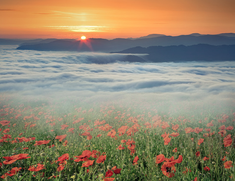 Field of blossom poppys in the foggy mountains at spring sunrise. Retro style.