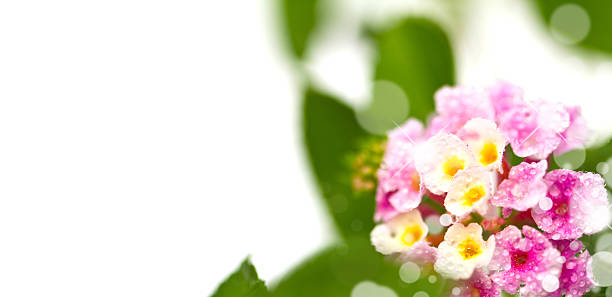 Beautiful flower (Lantana camara) isolated on white background.