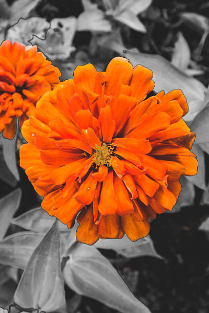 fiore d'arancio e nero e sfondo bianco - poppy retro revival old fashioned macro foto e immagini stock