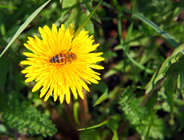 istock macro bee on yellow dandelion flower 470060220