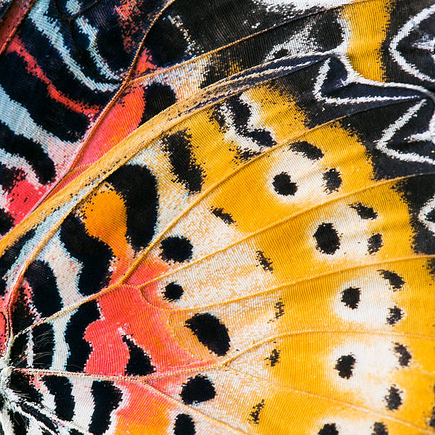 istock Macro close up of an Monarch Butterfly Wing 470061502