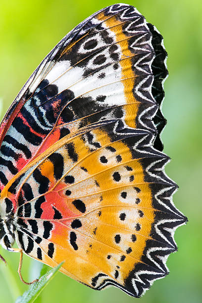 istock Macro close up of an Monarch Butterfly Wing 470061508