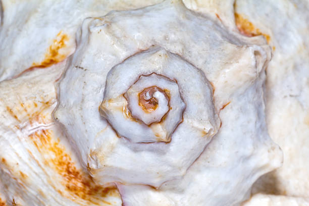 istock isolated great skeleton of sea shell- macro 470062325