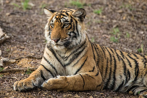istock Bengal Tiger is resting,  wildlife shot 470062400