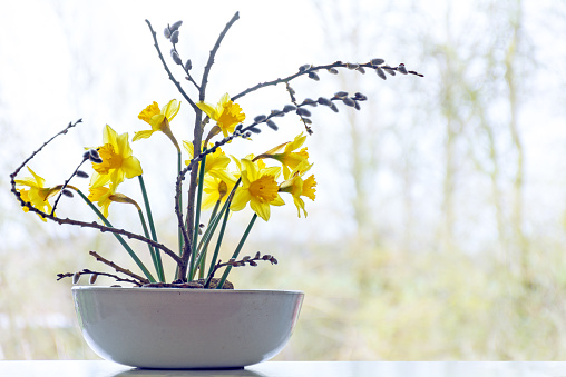 spring decoration, daffodils and pussy willow in a ceramic bowl in front of a window, copy space in the blurry background