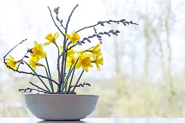 spring decoration, daffodils and pussy willow in a ceramic bowl in front of a window, copy space in the blurry background