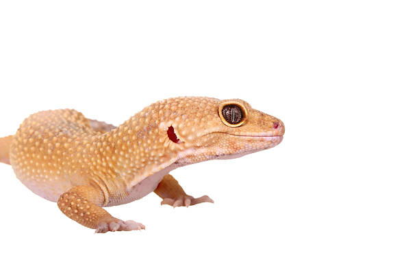 istock yellow and orange spotted leopard gecko on white 470066524