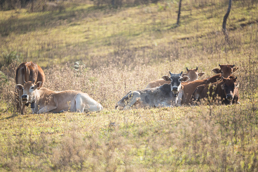Cow sunbathe under the morning sun in cherry blossom forest in Loi province, Thailand