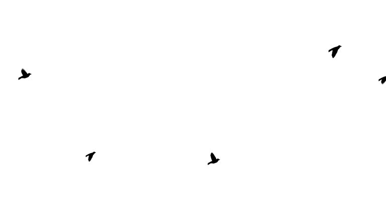 Animated Bird Stock Videos and Royalty-Free Footage - iStock Animated Bird Stock Videos and Royalty-Free Footage - iStock