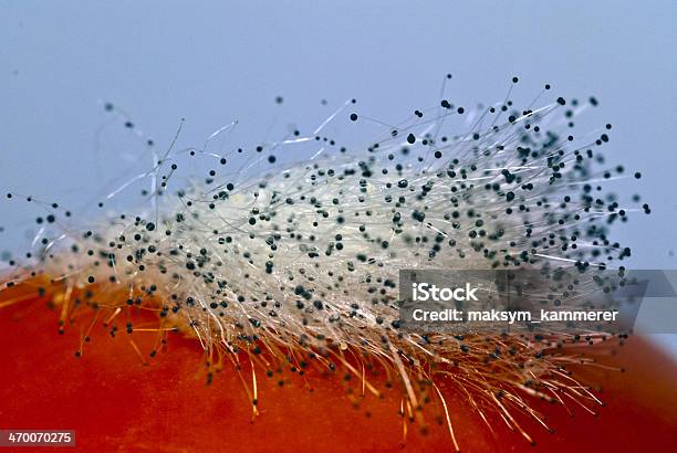 Photo libre de droit de Aspergillus Moisissure Sur La Tomate banque d'images et plus d'images libres de droit de Agent pathogène - Agent pathogène, Agent pathogène fongique, Antihygiénique