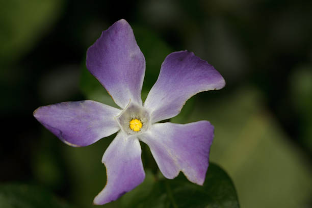 istock Purple wildflower closeup 470071052