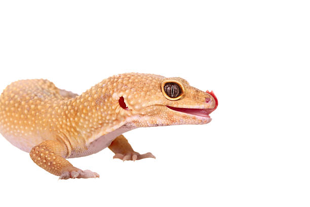 istock yellow and orange spotted leopard gecko on white 470071120
