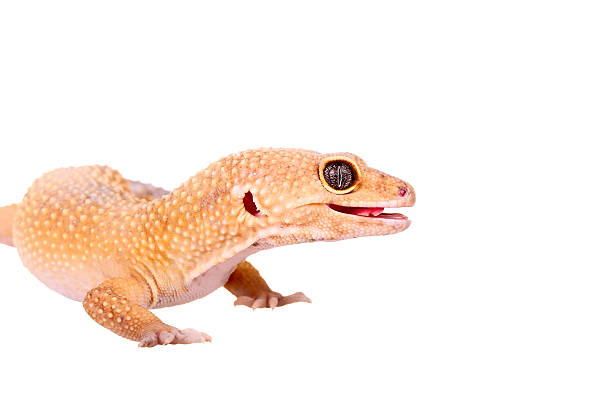 istock yellow and orange spotted leopard gecko on white 470071122
