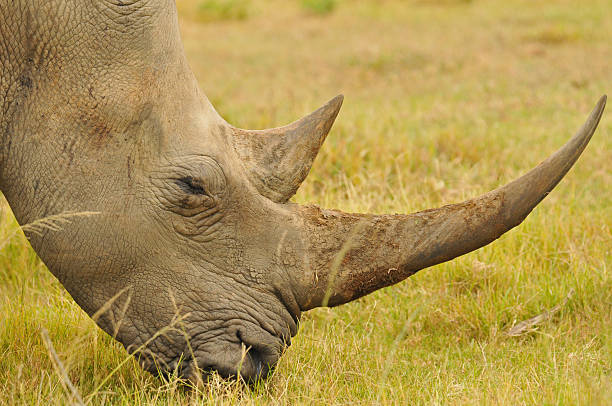 istock White Rhino - South Africa 470072076