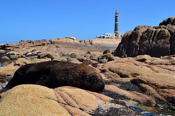 lighthouse sea lion sea lion sleeping in cabo polonio, uruguay cabo polonio stock pictures, royalty-free photos & images